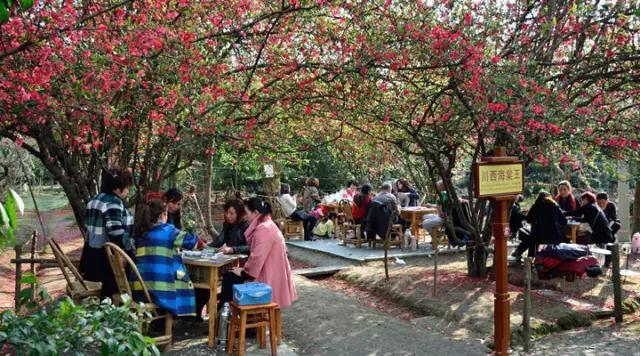 成都海棠花景区,西南最大的海棠花基地在哪里