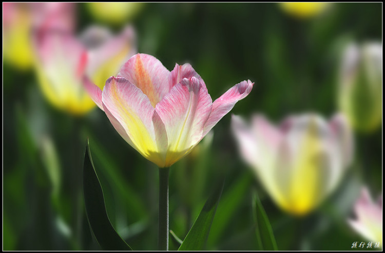 郁金香花卉摆放,郁金香花卉基地