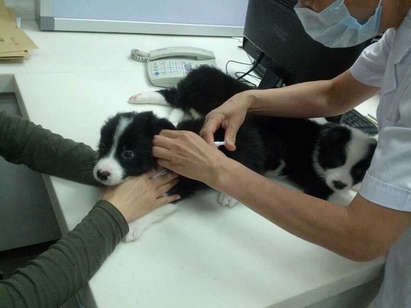 边牧这种狗到底有多聪明,边牧的智商真的有6-8岁那么高吗