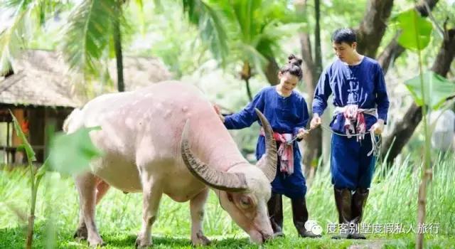 清迈四季酒店值得去吗,清迈四季酒店在哪里