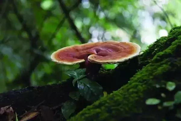 刘虎岐：想要种中草药赚钱，你先得了解它们！