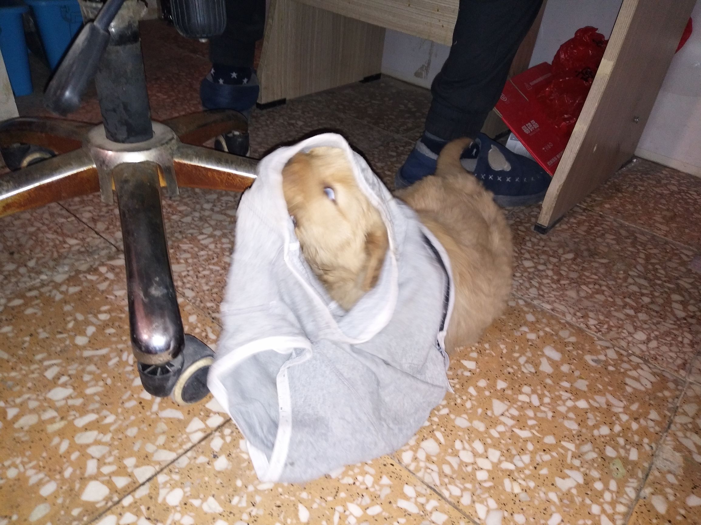 家里金毛老是咬泰迪怎么办,金毛太淘气是什么原因