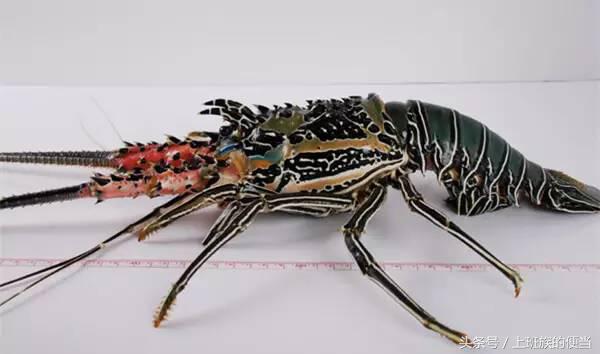 罗氏虾与澳洲小龙虾的区别,罗氏虾和基围虾区别哪个好