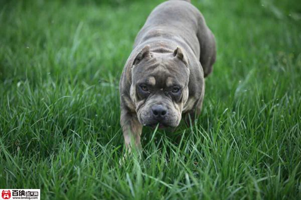 魔兽源犬舍“布兰妮”三岁震撼气质成就犬界恢弘传奇!