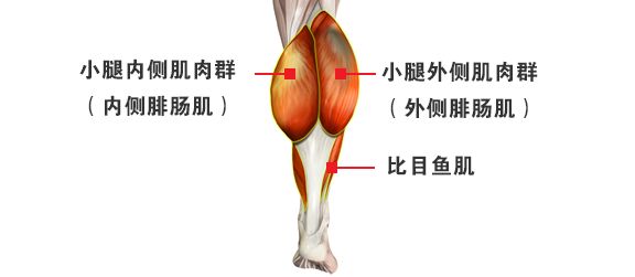 腿部肌肉腓肠肌,腿部肌肉关节