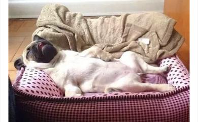 从狗狗的奇葩睡姿中判断安眠程度，你家的汪有没有中枪呢？