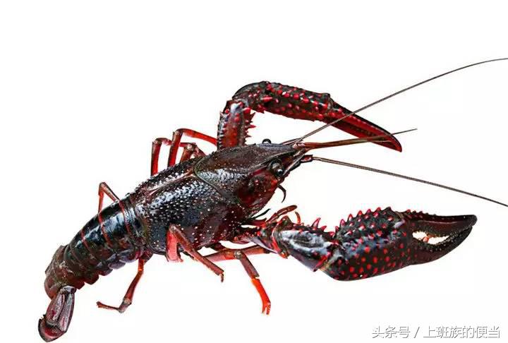 12种常见虾图解大全,各种虾的区别及图片