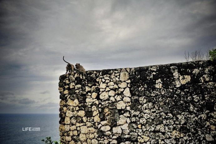 巴厘岛情人崖猴子,巴厘岛最美情人崖