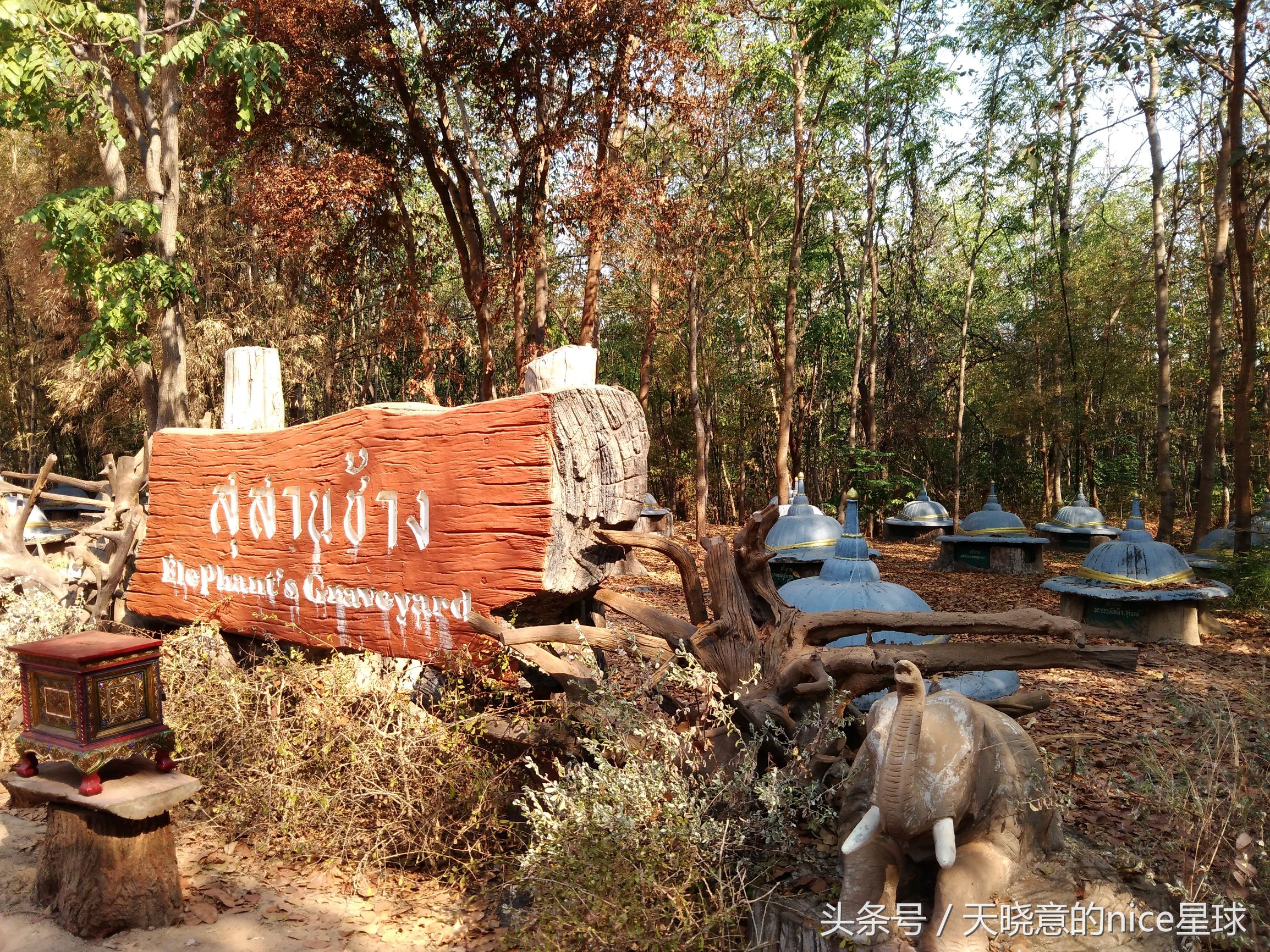 泰国大象旅行记,泰国旅游跟大象近距离接触