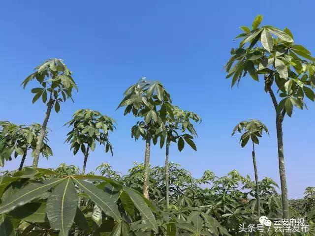 广东省云浮市云城区白石镇,云浮市白石镇变化
