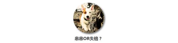 失格的柯基犬会怎么样,失格的柯基合适繁殖吗