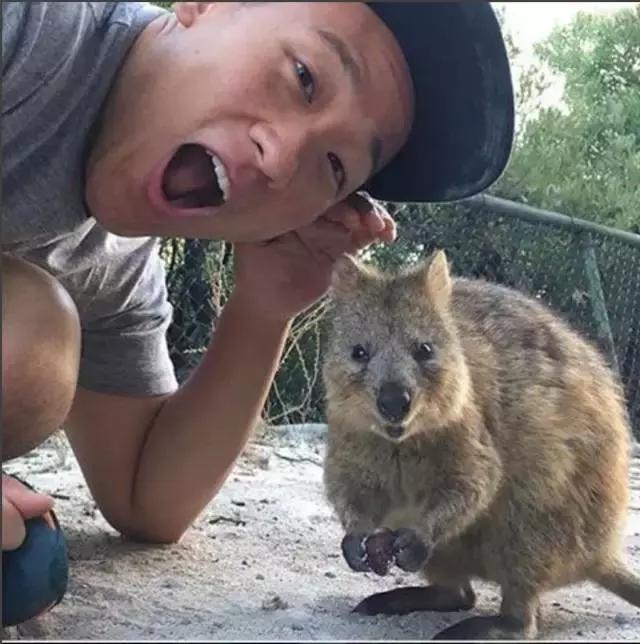 最萌短尾矮袋鼠,澳洲偶遇袋鼠