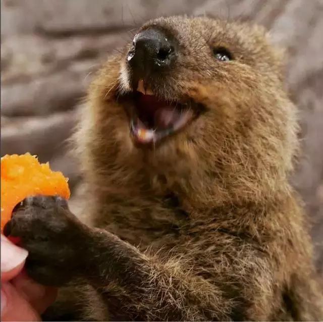 最萌短尾矮袋鼠,澳洲偶遇袋鼠