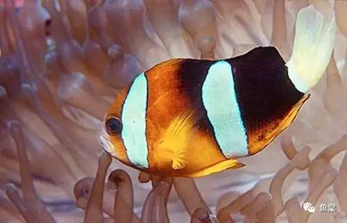 听说关于蛋分，你还在被忽悠？