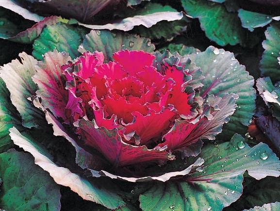 羽衣甘蓝花语图片大全,羽衣甘蓝的花语