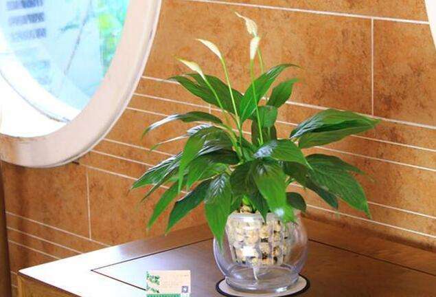 适合在家养的水生植物,家中养什么水生植物比较好养