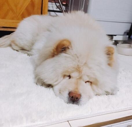 不小心踩到宠物狗怎么办,踩到狗狗怎么判断它没事