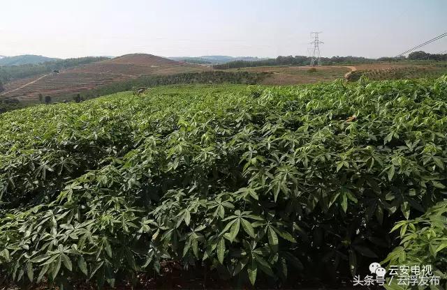 广东省云浮市云城区白石镇,云浮市白石镇变化