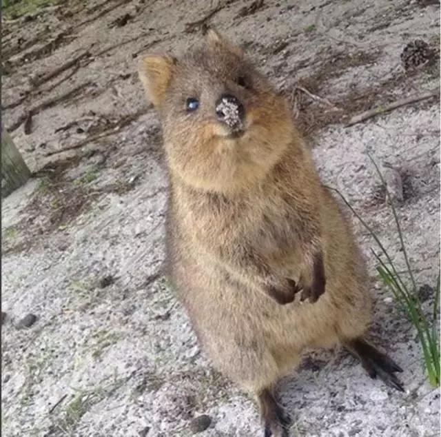 最萌短尾矮袋鼠,澳洲偶遇袋鼠