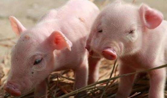 猪食盐中毒解救方法有哪些,猪食盐中毒处方