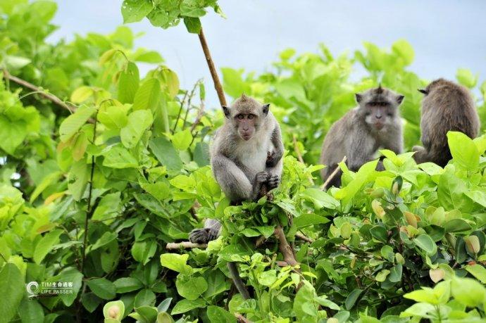 巴厘岛情人崖猴子,巴厘岛最美情人崖