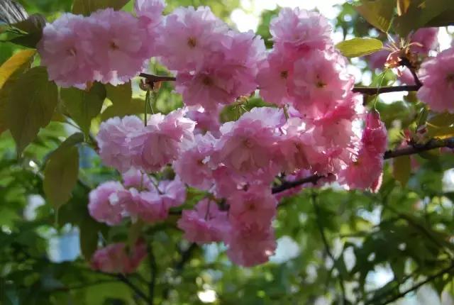 上海最长的樱花大道在哪里,上海樱花盛开的季节是几月