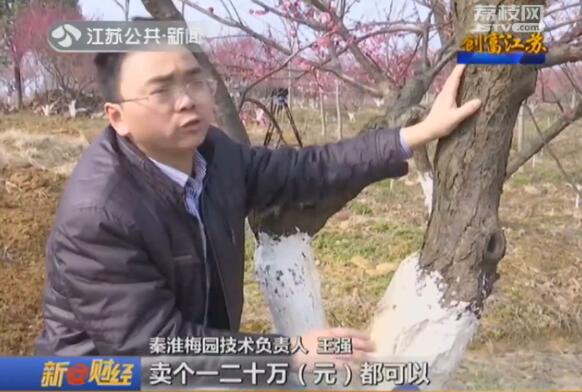 创富江苏:“梅”好生活创出来