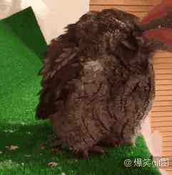 爆笑动态图：大自然，最杰出的艺术家！（第3182期）