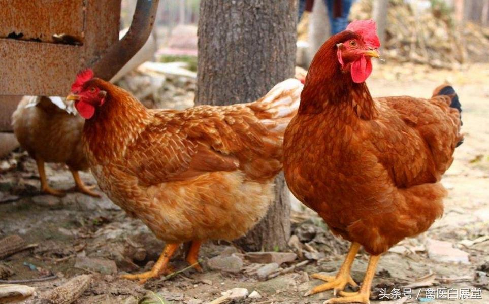 养鸡不产蛋怎么办,养鸡产蛋达不到的高峰