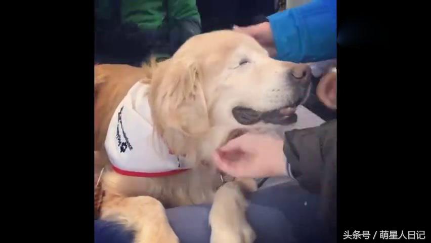 狗狗食道扩张的原因,狗狗食道扩张的症状