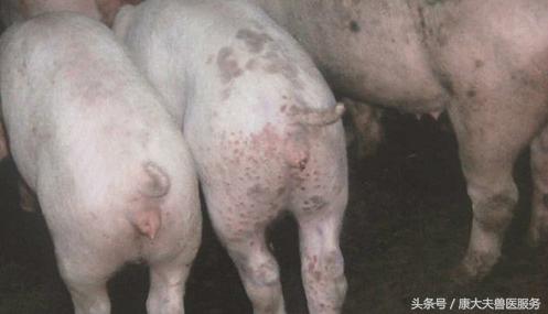 猪肾病皮炎治疗,猪肾病皮炎综合症状