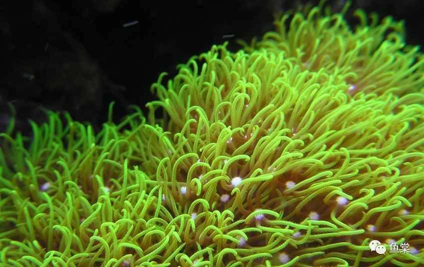 怎么降低缸内的亚硝酸盐,硝酸盐的标准