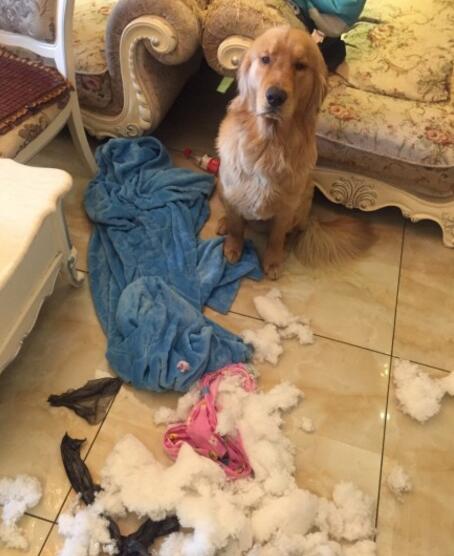 不小心踩到宠物狗怎么办,踩到狗狗怎么判断它没事