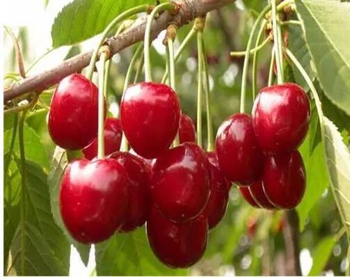 孕妈哺乳期吃什么水果最好,孕妈不能吃哪些蔬菜水果