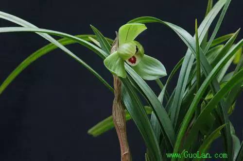 兰花资料卡,兰花资料简介