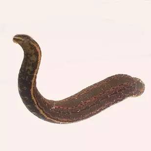 世界十大奇葩疗法,世界上最奇葩的传统疗法