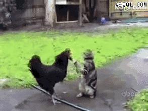 想当年,大公鸡它竟然啄了我的……!