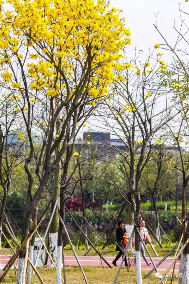 佛山哪里可以看黄花风铃木,佛山三水黄花风铃木最新视频