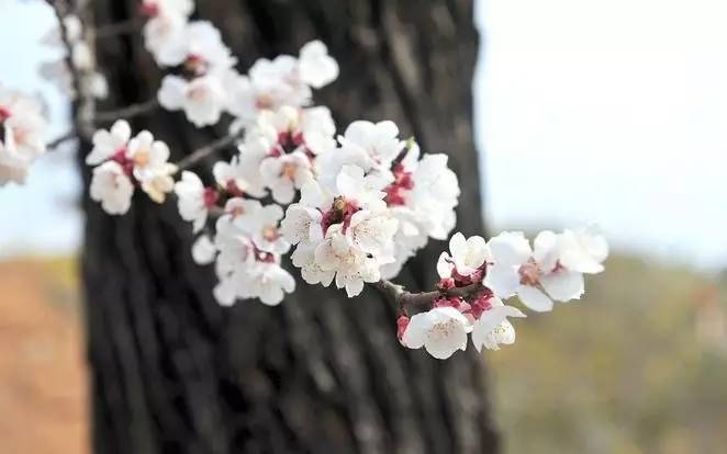 元曲春天,宋词里的春天意境深远