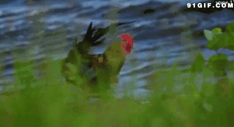 想当年,大公鸡它竟然啄了我的……!