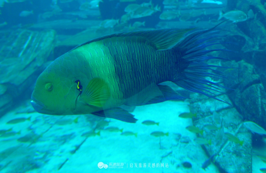 迪拜海洋馆房间,迪拜海底世界