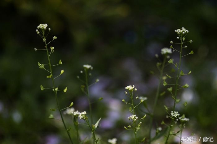 记忆中的乡村老味道,浓浓的乡土味让人回味无穷