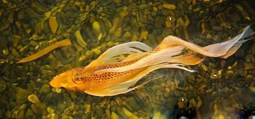 养锦鲤常见病的预防和处理,养锦鲤鱼常有的病怎么预防