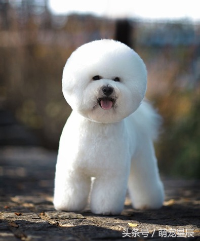 贵宾犬和泰迪比熊的区别,白色贵宾犬和比熊的区别