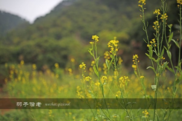 居于涟岸隐于湖，到肇庆体验离尘不离城的精致慢生活