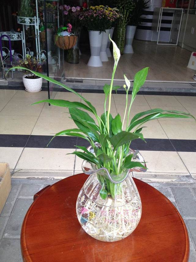 适合在家养的水生植物,家中养什么水生植物比较好养