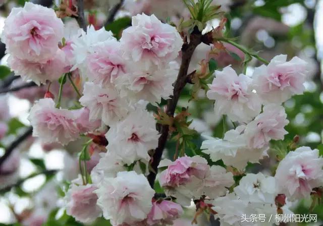 鏌冲窞鍗佷釜鍊煎緱鍘荤殑鍦版柟,娌绘剤鎶戦儊鐥囩殑鏃呮父鑳滃湴