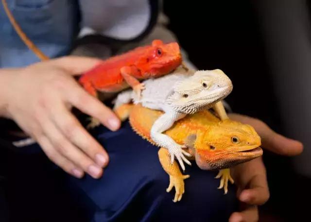 黑色鬃毛的狮子厉害吗,黑色鬃狮蜥