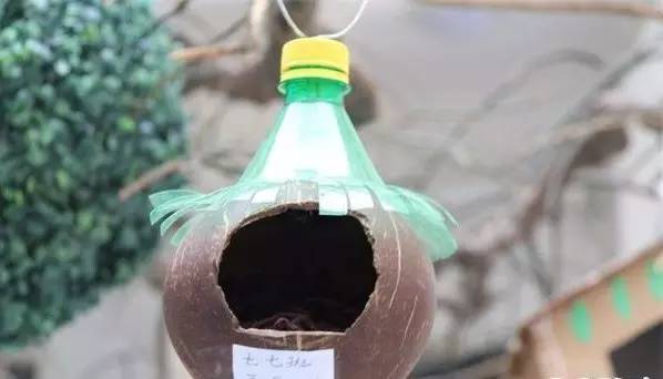 最美的鸟巢,鸟巢全景全部