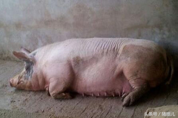 经产母猪喂养的正确方法,母猪管理技术视频教程